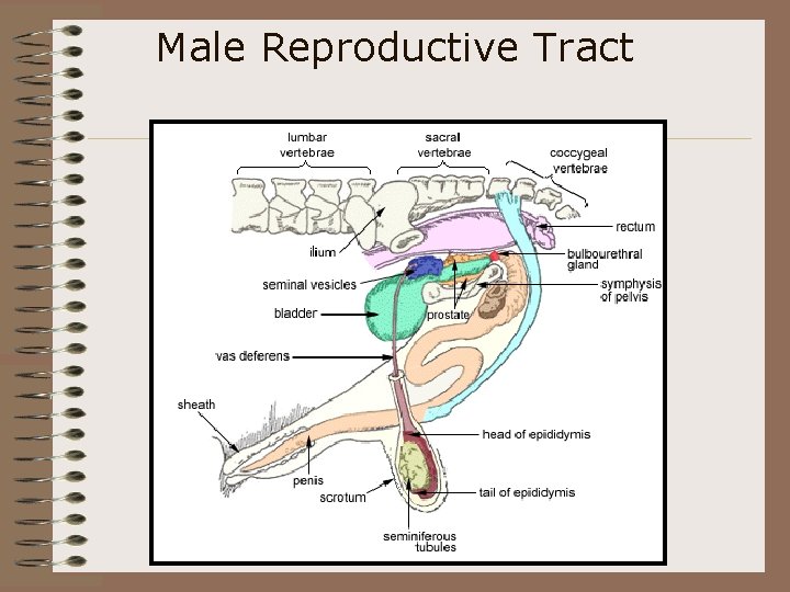 Male Reproductive Tract 