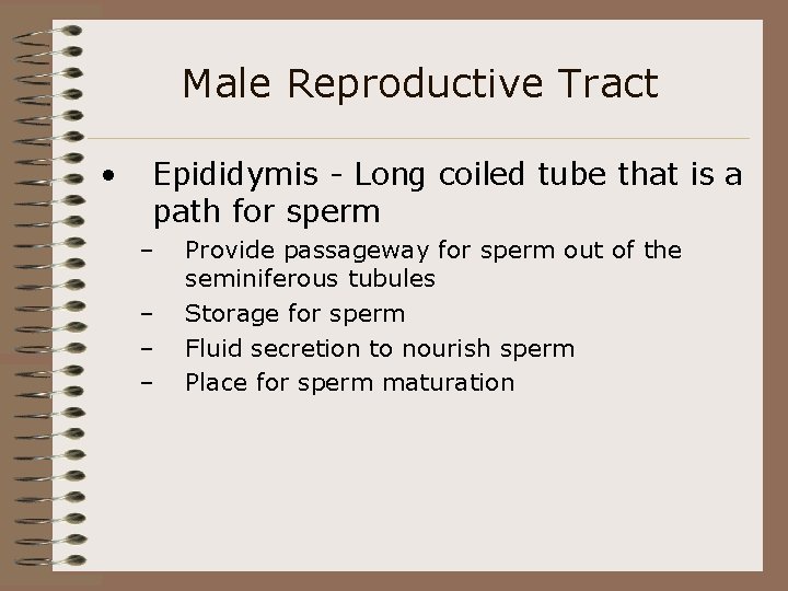 Male Reproductive Tract • Epididymis - Long coiled tube that is a path for