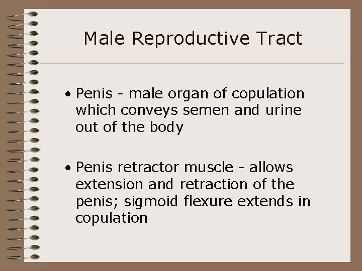 Male Reproductive Tract • Penis - male organ of copulation which conveys semen and