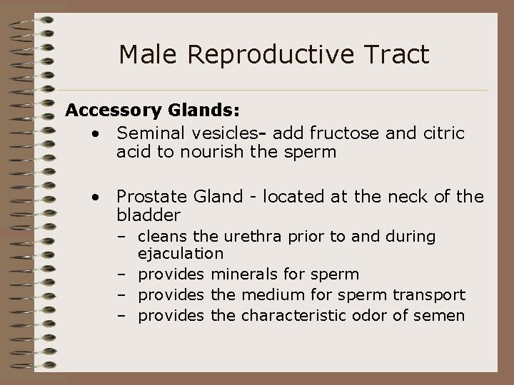 Male Reproductive Tract Accessory Glands: • Seminal vesicles- add fructose and citric acid to