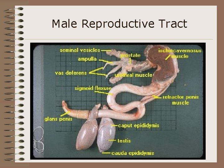 Male Reproductive Tract 