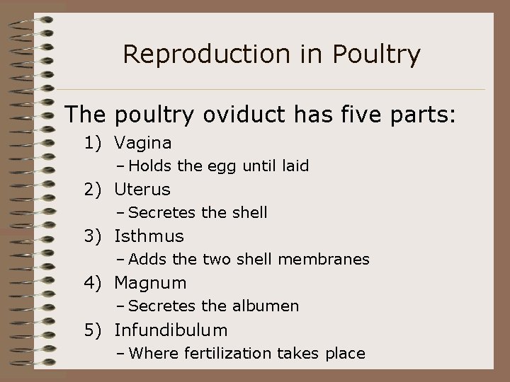 Reproduction in Poultry The poultry oviduct has five parts: 1) Vagina – Holds the