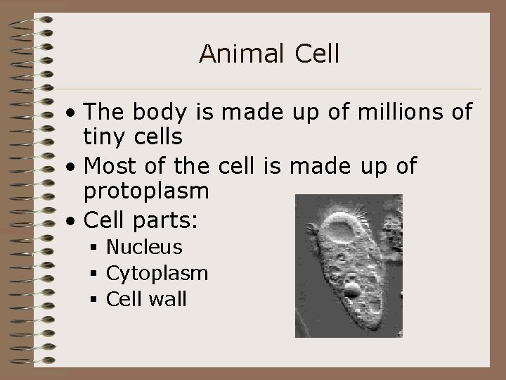 Animal Cell • The body is made up of millions of tiny cells •