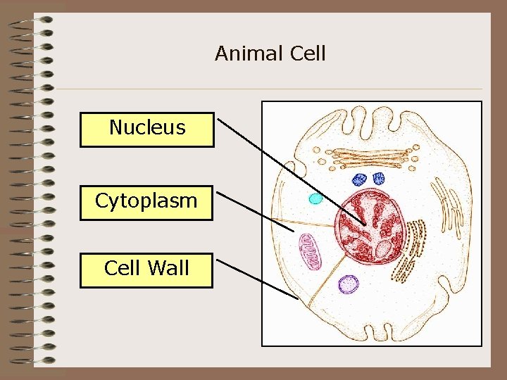 Animal Cell Nucleus Cytoplasm Cell Wall 