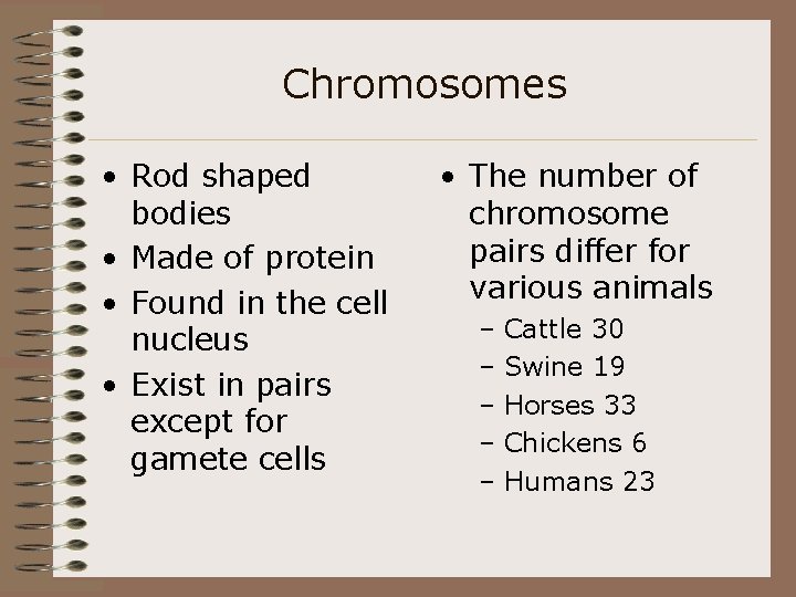 Chromosomes • Rod shaped bodies • Made of protein • Found in the cell