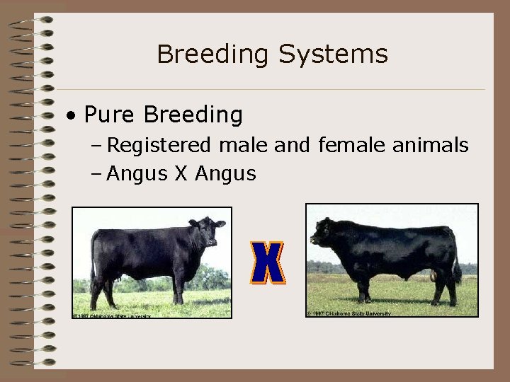 Breeding Systems • Pure Breeding – Registered male and female animals – Angus X