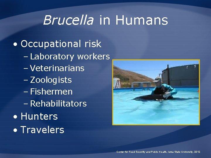 Brucella in Humans • Occupational risk – Laboratory workers – Veterinarians – Zoologists –