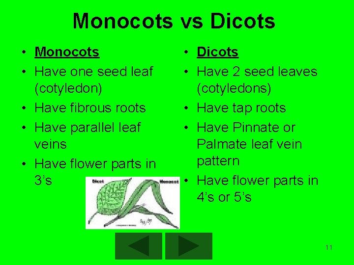 Monocots vs Dicots • Monocots • Have one seed leaf (cotyledon) • Have fibrous