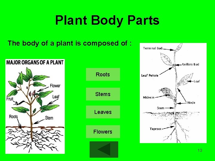 Plant Body Parts The body of a plant is composed of : Roots Stems