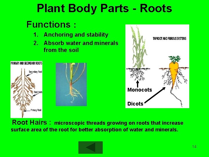 Plant Body Parts - Roots Functions : 1. Anchoring and stability 2. Absorb water