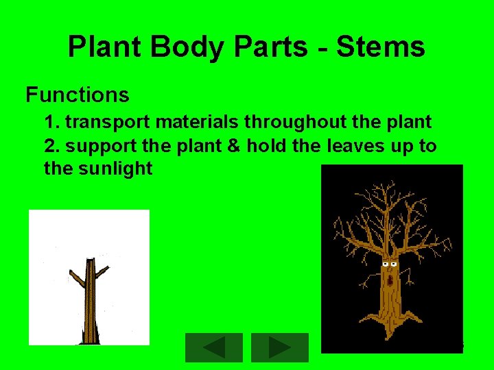 Plant Body Parts - Stems Functions 1. transport materials throughout the plant 2. support