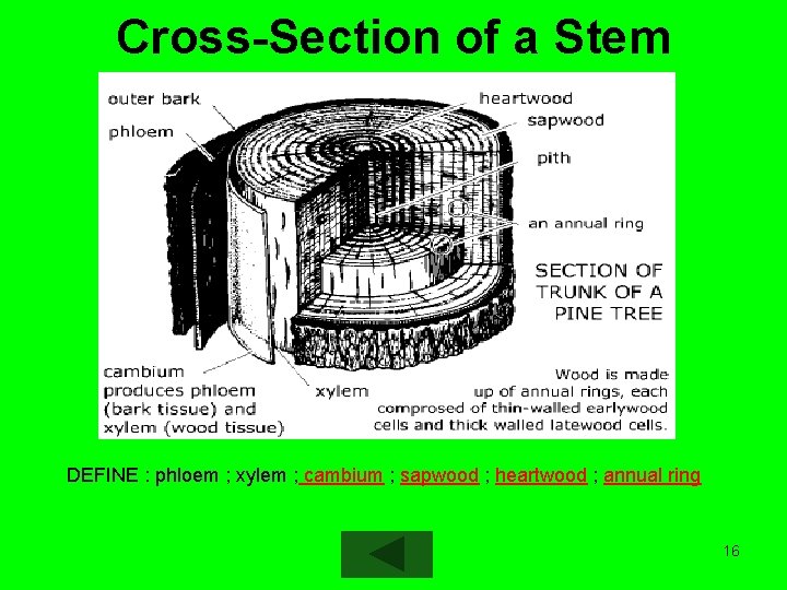 Cross-Section of a Stem DEFINE : phloem ; xylem ; cambium ; sapwood ;