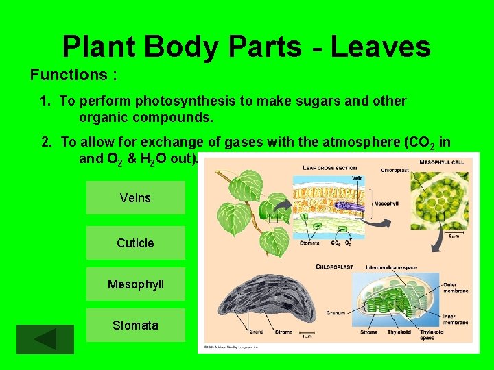 Plant Body Parts - Leaves Functions : 1. To perform photosynthesis to make sugars