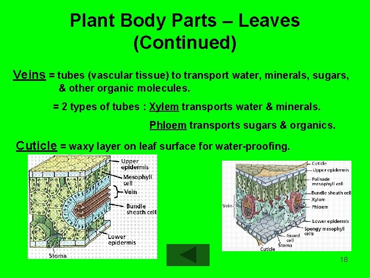 Plant Body Parts – Leaves (Continued) Veins = tubes (vascular tissue) to transport water,