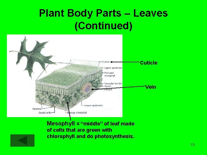Plant Body Parts – Leaves (Continued) Cuticle http: //sci. gallaudet. edu/soarhigh 2002/amandakrieger/leafinsideparts. jpg Vein