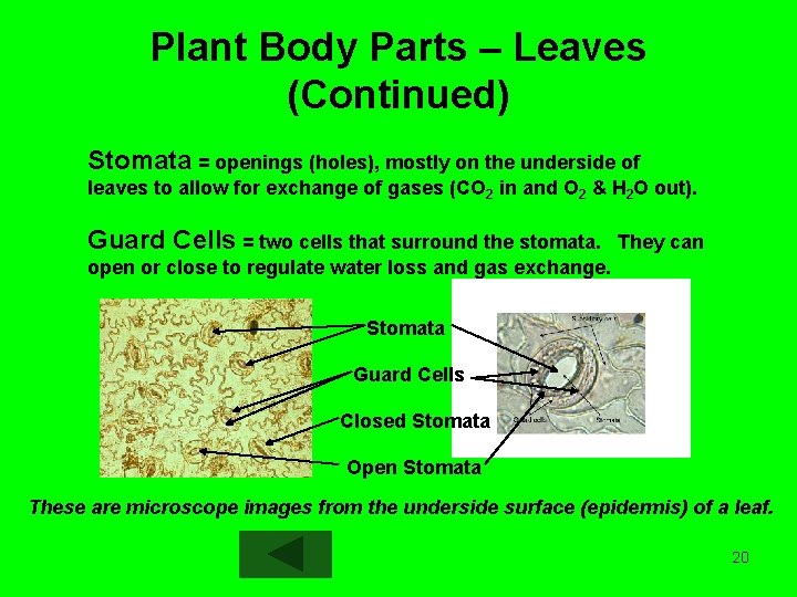 Plant Body Parts – Leaves (Continued) Stomata = openings (holes), mostly on the underside