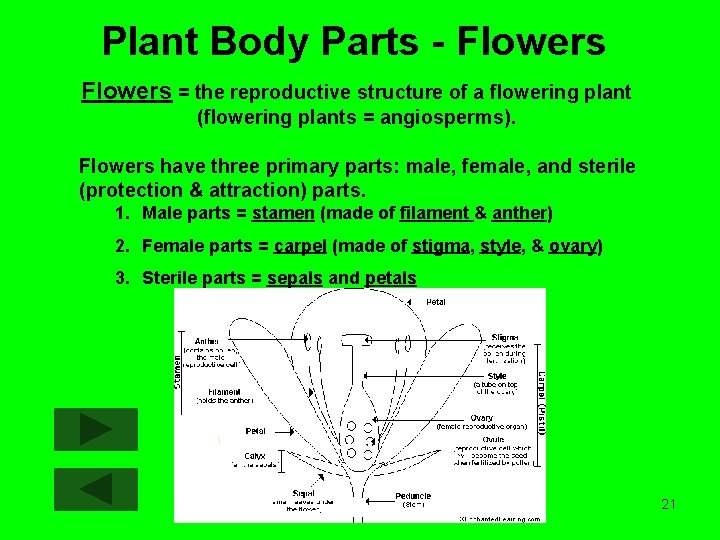 Plant Body Parts - Flowers = the reproductive structure of a flowering plant (flowering