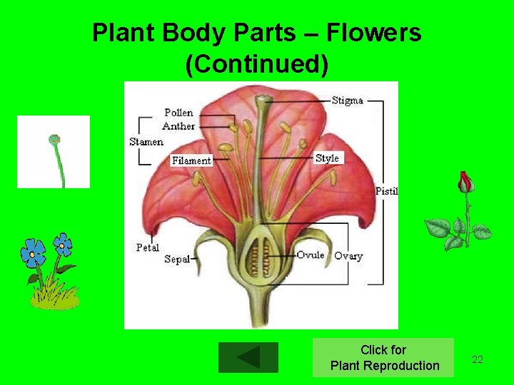 Plant Body Parts – Flowers (Continued) http: //kvhs. nbed. nb. ca/gallant/biology/flower. jpg Click for