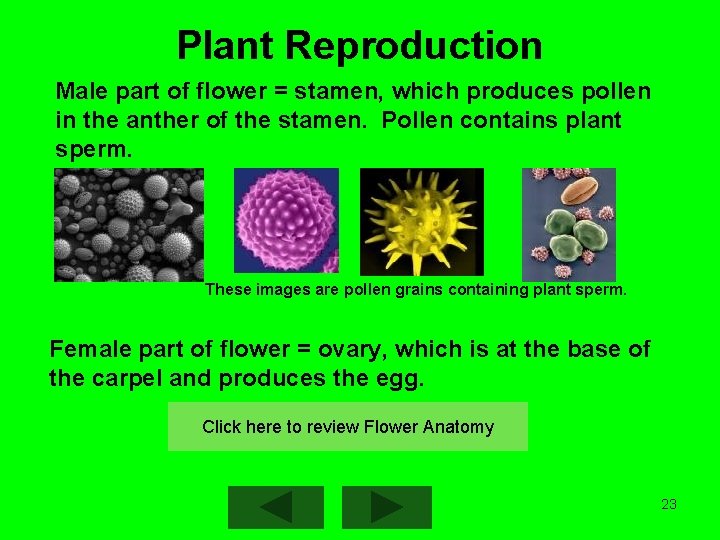 Plant Reproduction Male part of flower = stamen, which produces pollen in the anther