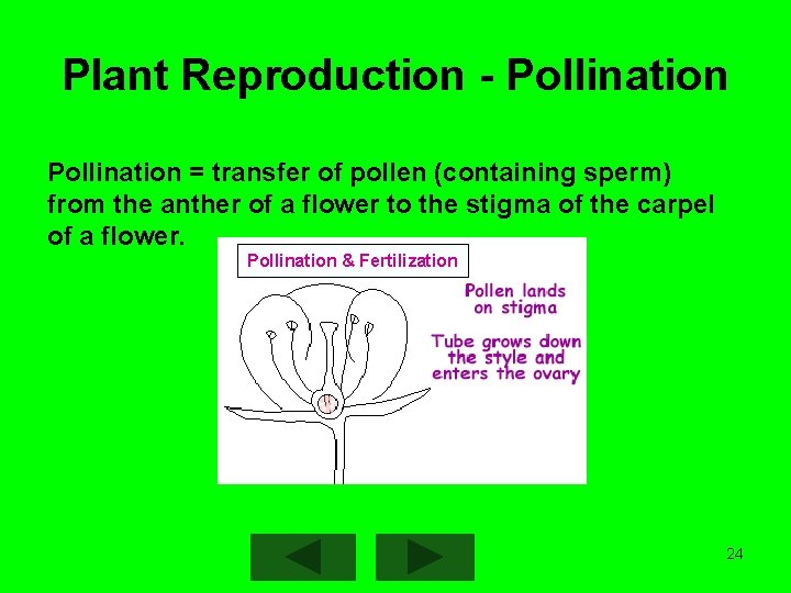 Plant Reproduction - Pollination = transfer of pollen (containing sperm) from the anther of