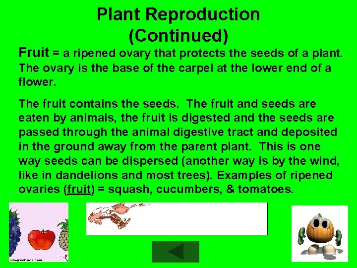 Plant Reproduction (Continued) Fruit = a ripened ovary that protects the seeds of a