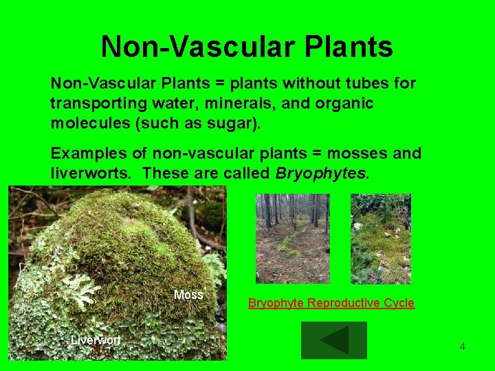 Non-Vascular Plants = plants without tubes for transporting water, minerals, and organic molecules (such