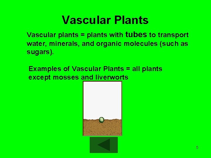 Vascular Plants Vascular plants = plants with tubes to transport water, minerals, and organic