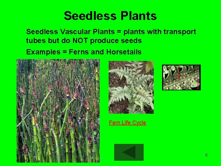 Seedless Plants Seedless Vascular Plants = plants with transport tubes but do NOT produce