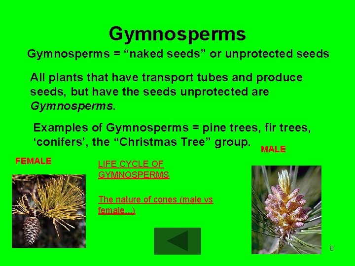 Gymnosperms = “naked seeds” or unprotected seeds All plants that have transport tubes and
