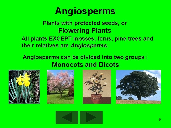 Angiosperms Plants with protected seeds, or Flowering Plants All plants EXCEPT mosses, ferns, pine