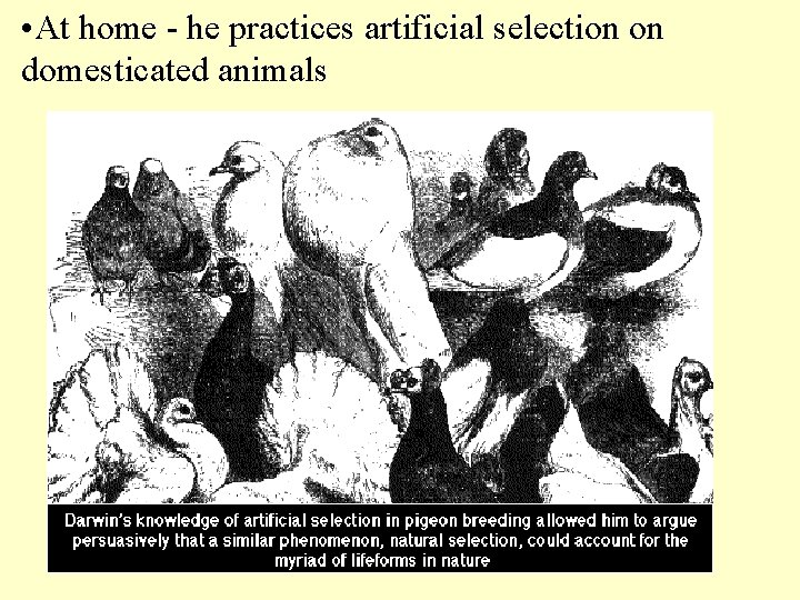  • At home - he practices artificial selection on domesticated animals 