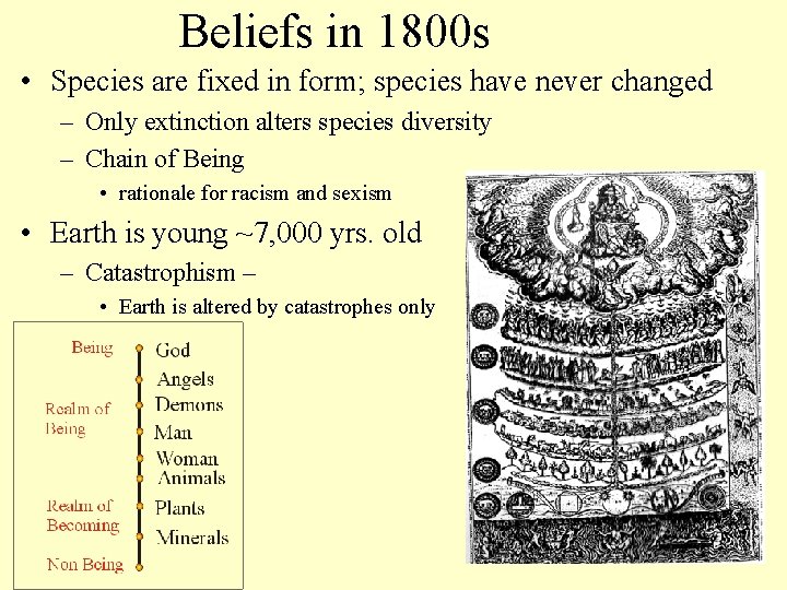 Beliefs in 1800 s • Species are fixed in form; species have never changed