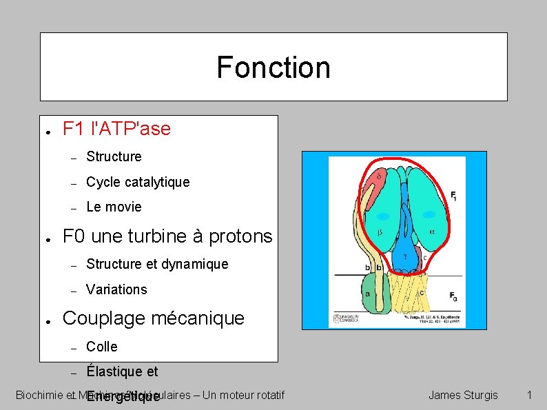 Fonction ● ● ● F 1 l'ATP'ase – Structure – Cycle catalytique – Le