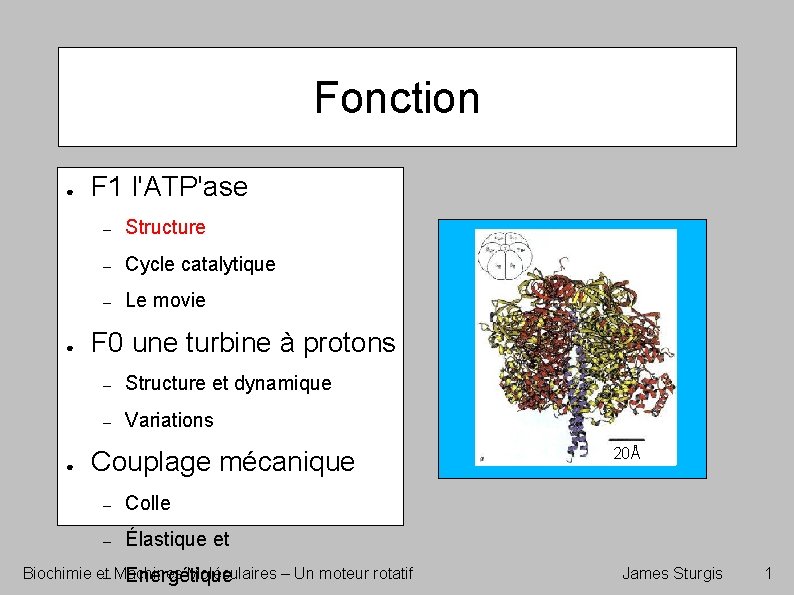 Fonction ● ● ● F 1 l'ATP'ase – Structure – Cycle catalytique – Le