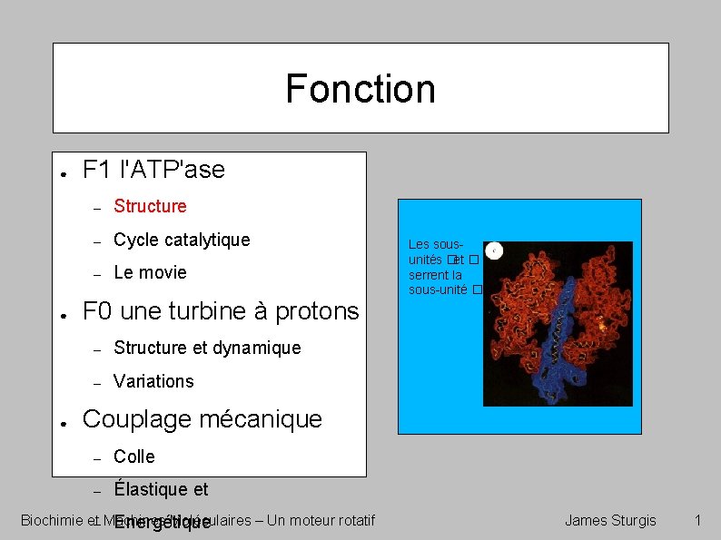 Fonction ● ● ● F 1 l'ATP'ase – Structure – Cycle catalytique – Le