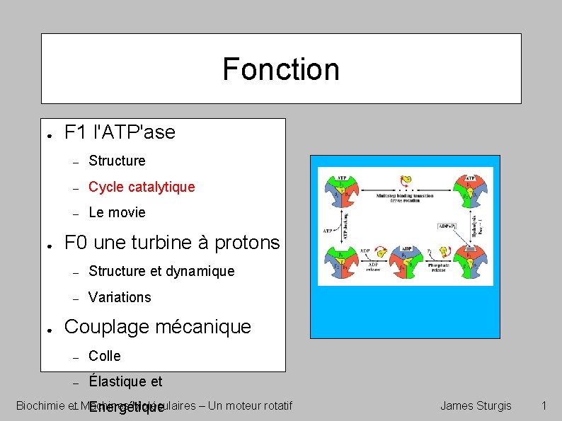 Fonction ● ● ● F 1 l'ATP'ase – Structure – Cycle catalytique – Le