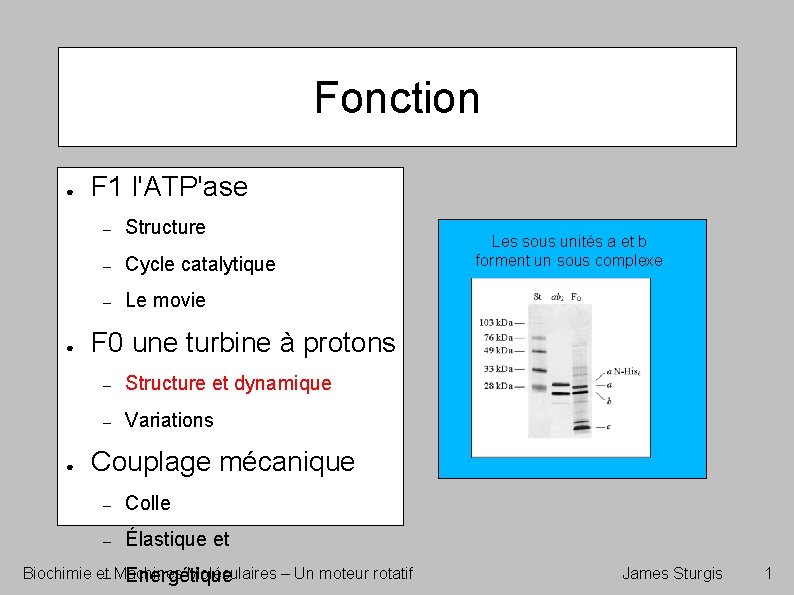 Fonction ● ● ● F 1 l'ATP'ase – Structure – Cycle catalytique – Le