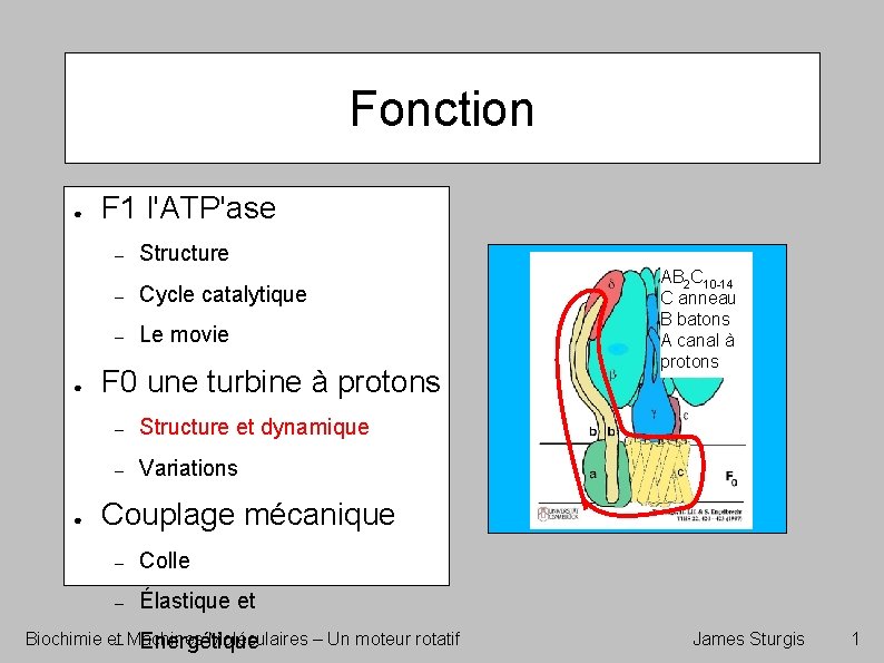 Fonction ● F 1 l'ATP'ase – ● ● Structure – Cycle catalytique – Le