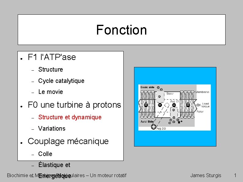 Fonction ● ● ● F 1 l'ATP'ase – Structure – Cycle catalytique – Le