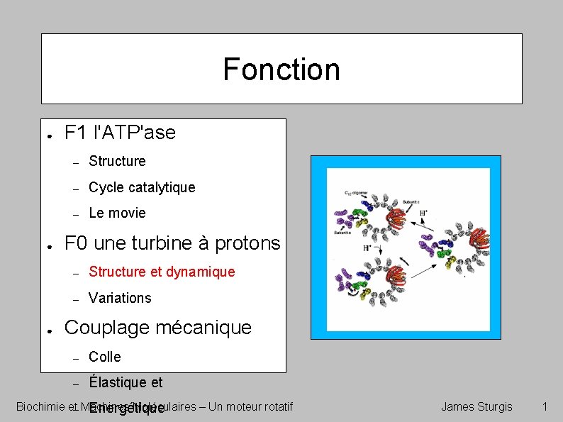 Fonction ● ● ● F 1 l'ATP'ase – Structure – Cycle catalytique – Le