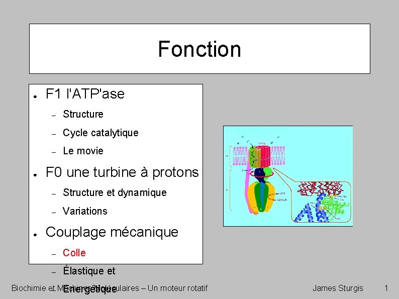 Fonction ● ● ● F 1 l'ATP'ase – Structure – Cycle catalytique – Le