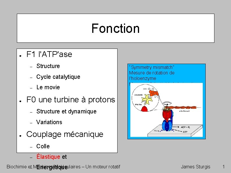 Fonction ● ● ● F 1 l'ATP'ase – Structure – Cycle catalytique – Le