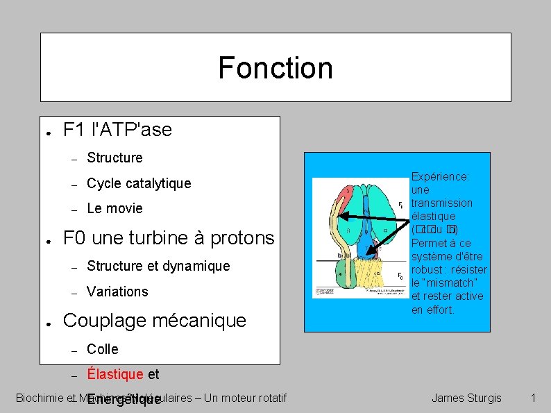 Fonction ● ● ● F 1 l'ATP'ase – Structure – Cycle catalytique – Le