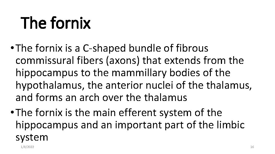 The fornix • The fornix is a C-shaped bundle of fibrous commissural fibers (axons)