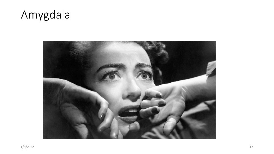 Amygdala 1/8/2022 17 