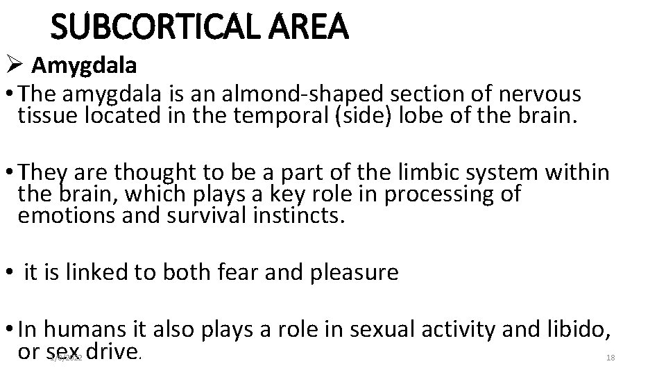 SUBCORTICAL AREA Ø Amygdala • The amygdala is an almond-shaped section of nervous tissue