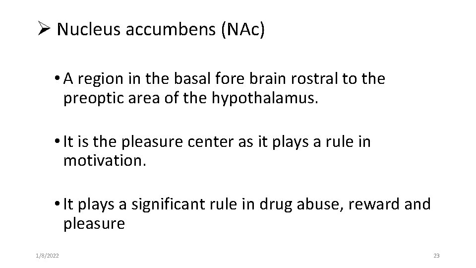 Ø Nucleus accumbens (NAc) • A region in the basal fore brain rostral to