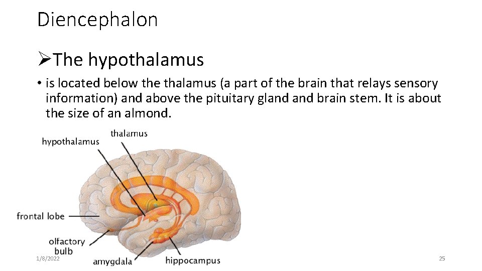 Diencephalon ØThe hypothalamus • is located below the thalamus (a part of the brain