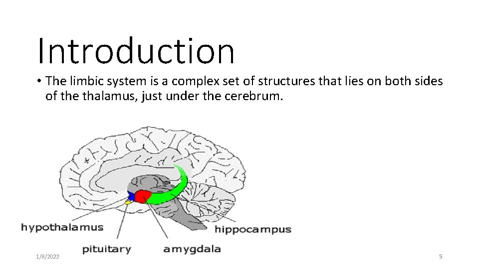 Introduction • The limbic system is a complex set of structures that lies on
