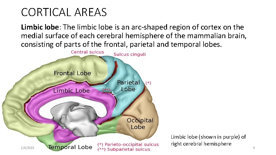 CORTICAL AREAS Limbic lobe: The limbic lobe is an arc-shaped region of cortex on